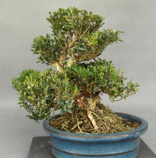 家中盆栽的黄杨黄叶了怎么办排查2种情况一对一轻松搞定