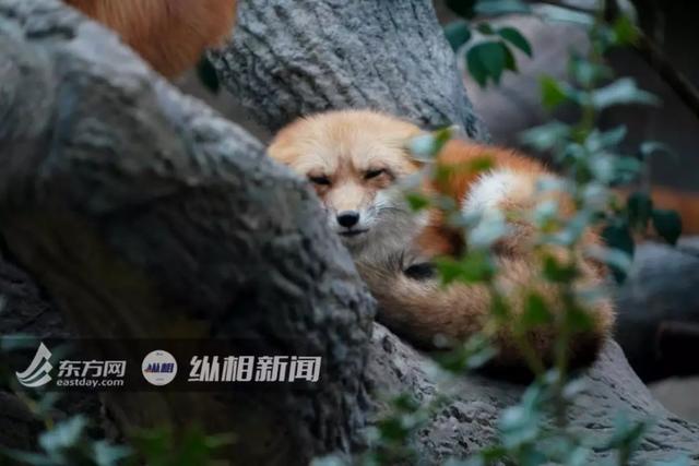 #纵相新闻#刷屏的“红狐”被证实造假，专家揭秘火狐真实情况