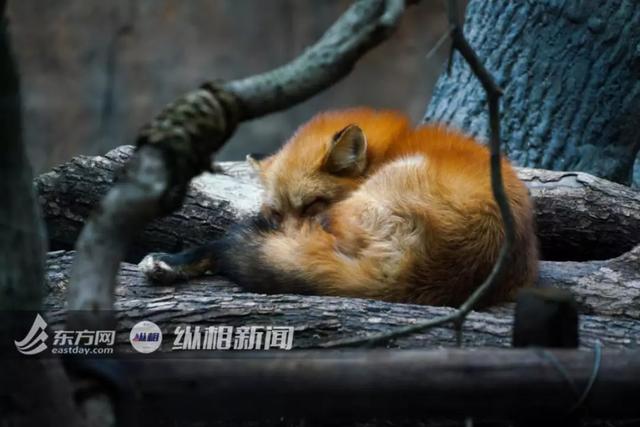 #纵相新闻#刷屏的“红狐”被证实造假，专家揭秘火狐真实情况