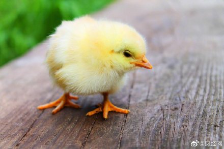 [南京江北新区]2020年起饲料禁加抗生素