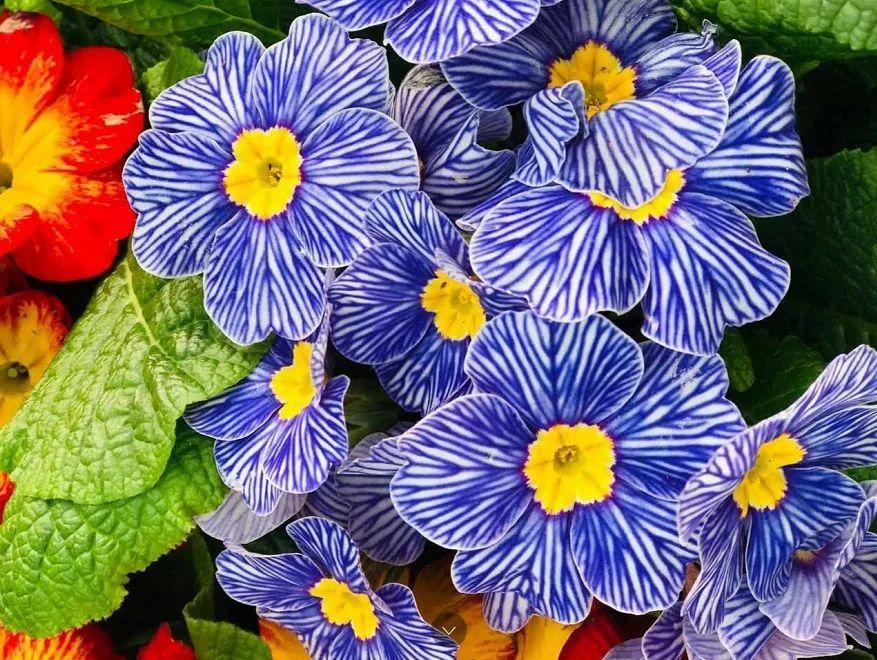 报春花有哪些好看的品种?花市报春花