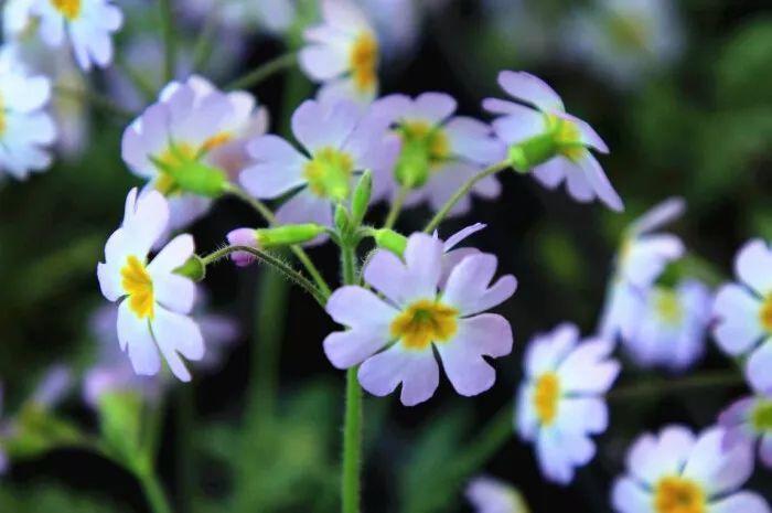耐半阴的小草花从冬一直开到春便宜又好看