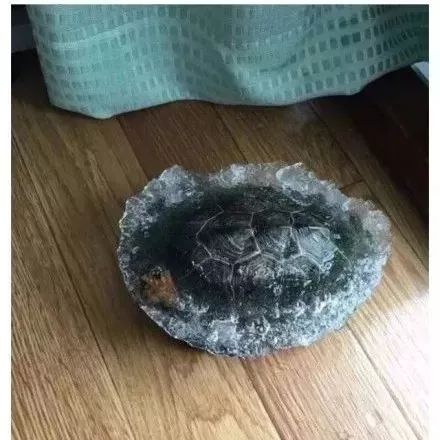 [杭州之声]冬天，千万别往东北寄快递！否则……哈哈哈哈哈