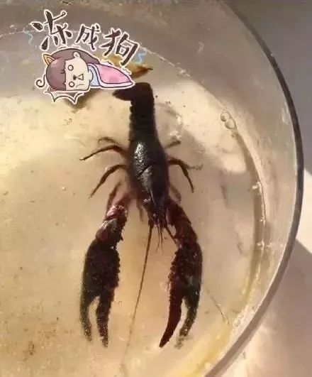 [杭州之声]冬天，千万别往东北寄快递！否则……哈哈哈哈哈