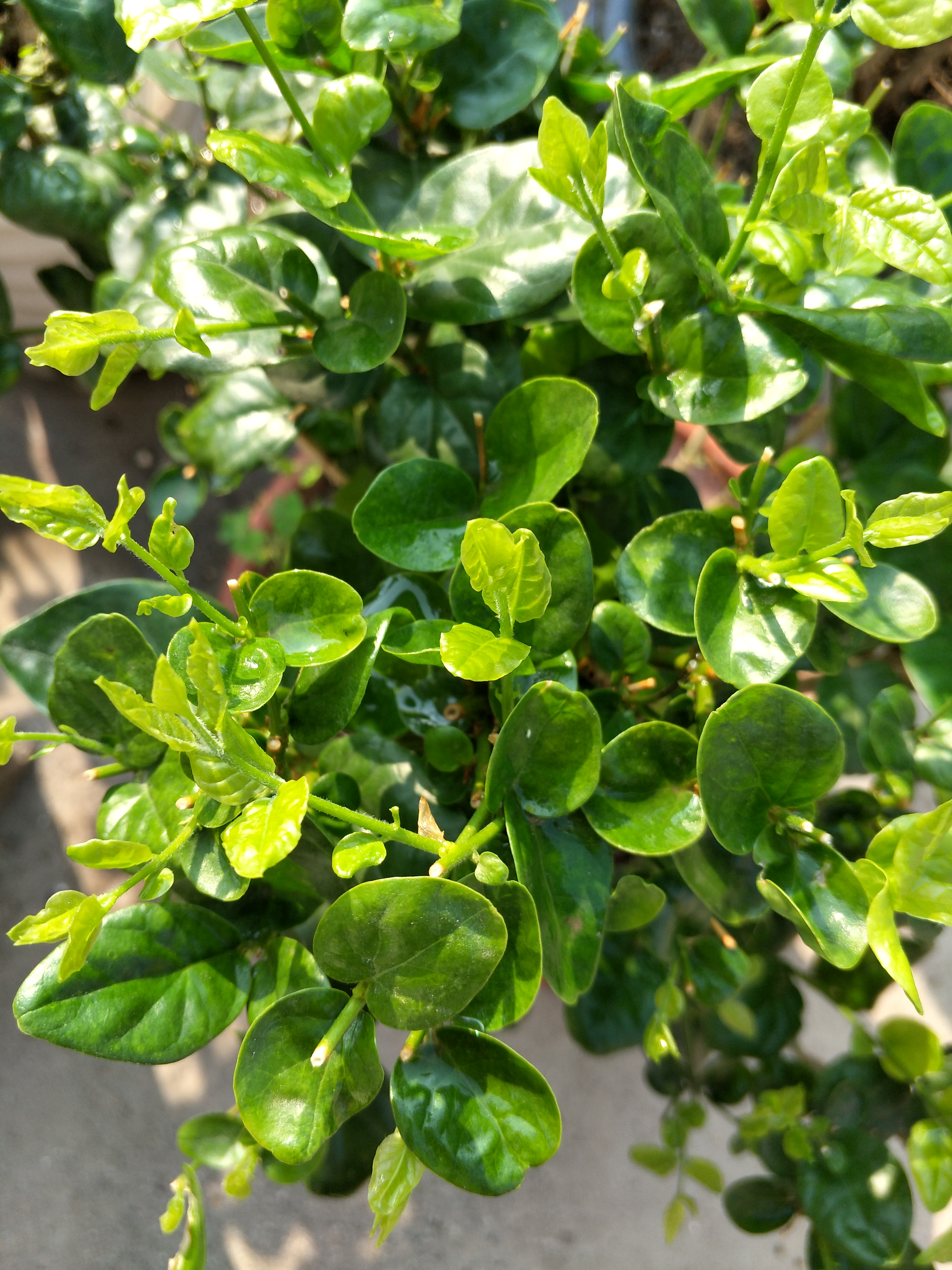 茉莉花冬季也能开花吗顺着它的性子养冬季也能花开灿烂