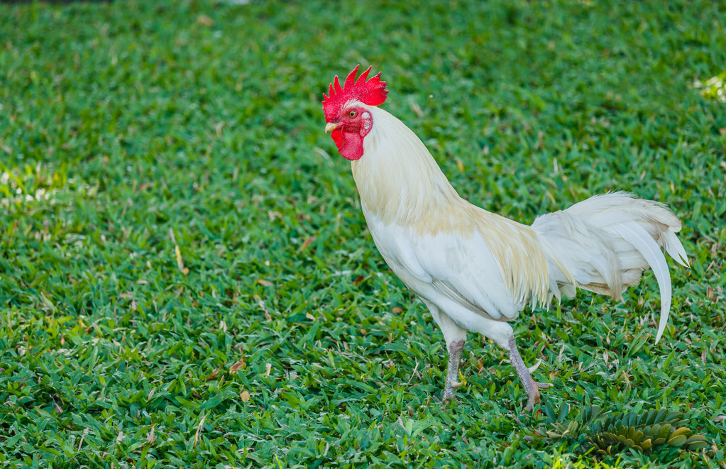 唐伯虎的一首经典咏物诗,通篇大白话,俗气至极,却妙不可言