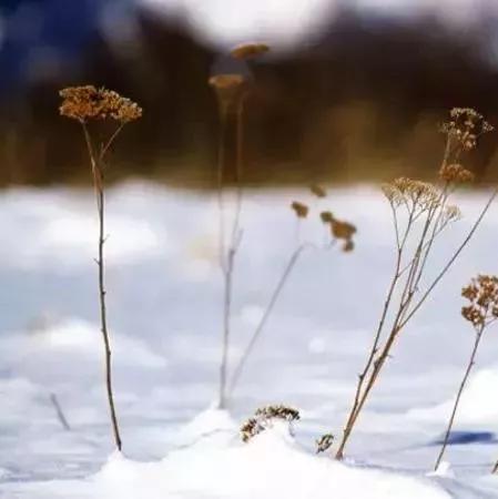 [农业科技报]今日冬至｜夜与思念长