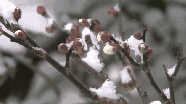 [农业科技报]今日冬至｜夜与思念长