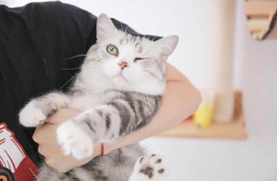 躺在怀里的猫咪