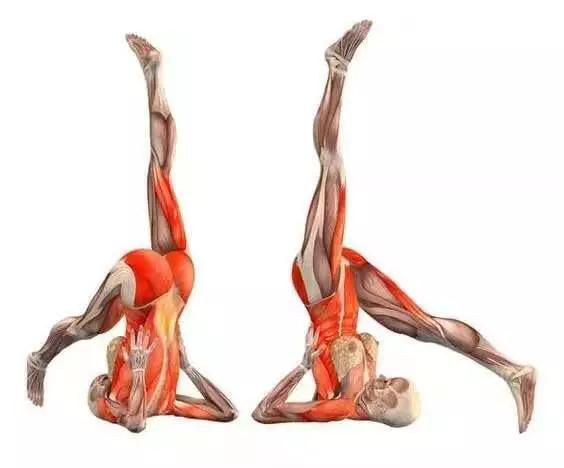 求实瑜伽丨瑜伽初学者如何更安全地练习肩倒立