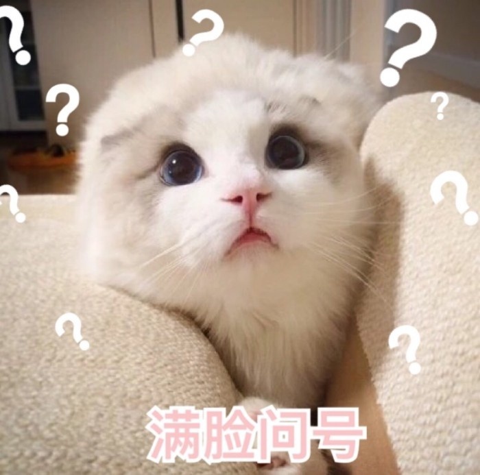 属鼠的人能养猫吗