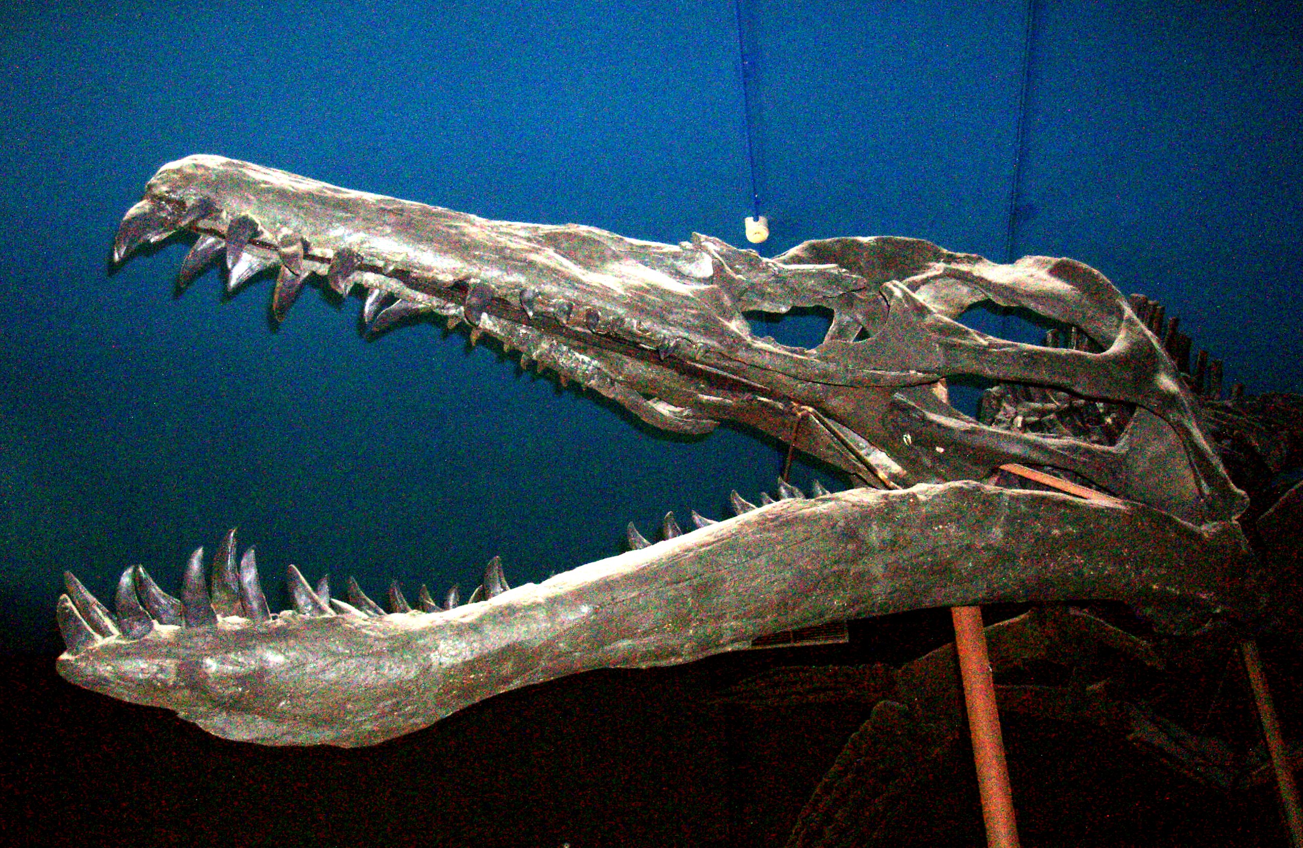 滑齿龙25米长的侏罗纪海怪