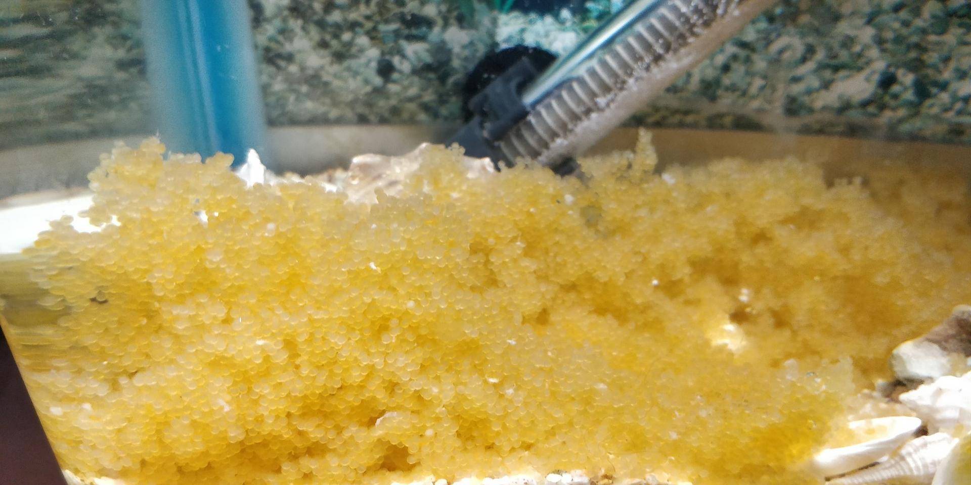 万-3亿的卵,这和人类的精子数量差不多,但这些鱼卵并不能全部活到成年