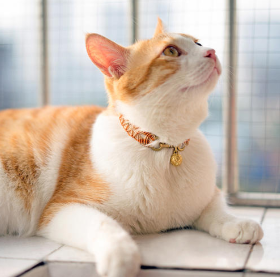 带着项圈的猫咪