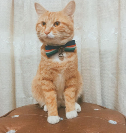 戴着项圈的猫咪