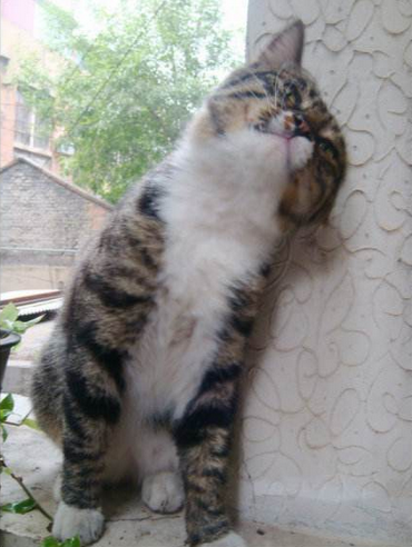 蹭墙的猫咪