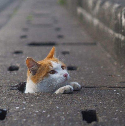 钻洞的猫咪