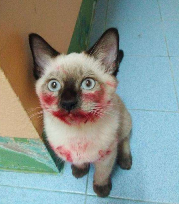 满嘴是血的猫咪