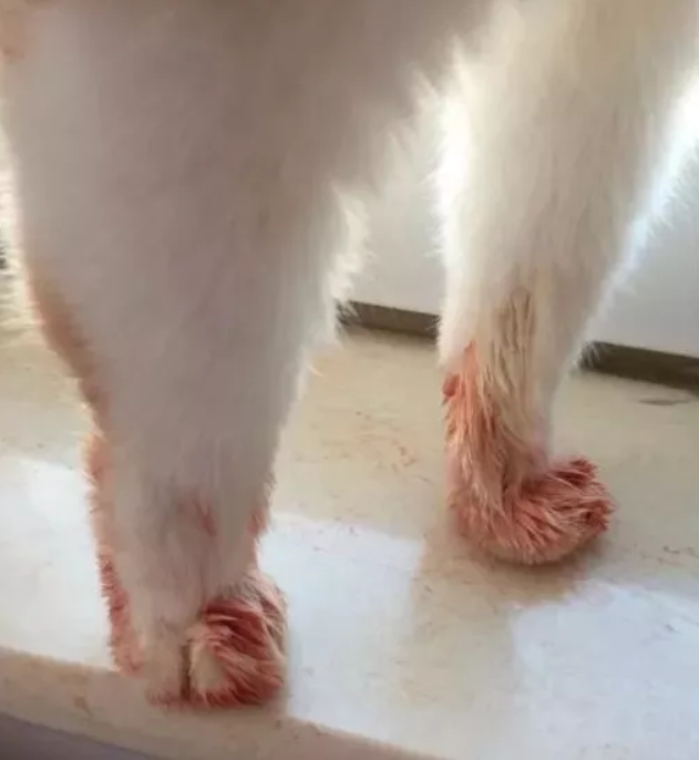 爪子上都是血的猫咪