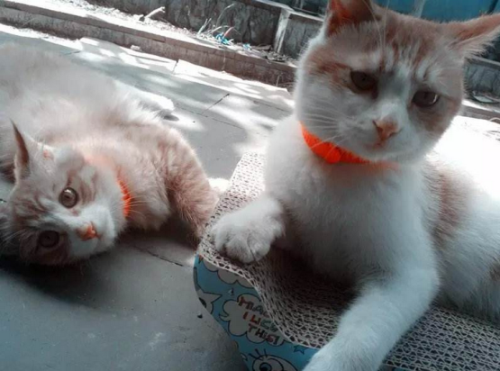 外出时可以给猫咪带上项圈