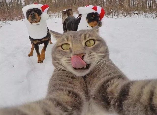 第一次见到雪的猫咪和狗狗比南方小伙伴还夸张网友太魔性了