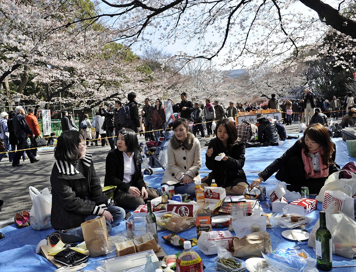 △日本樱花节也是大型野餐现场