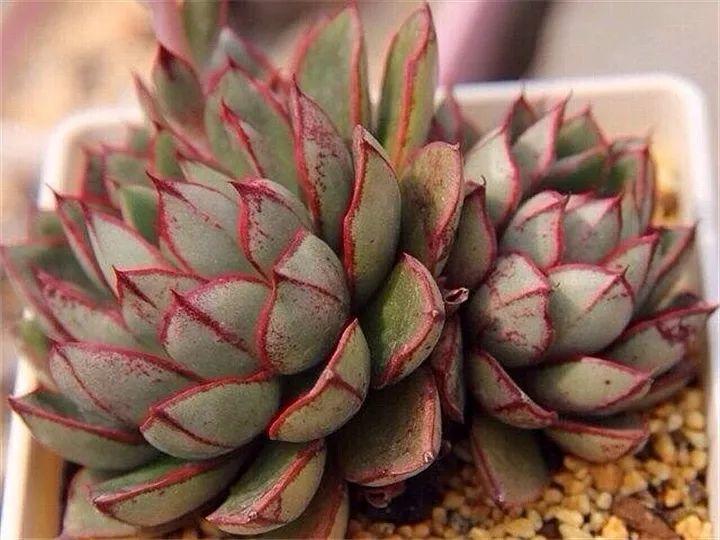 懒人养的"玫瑰"多肉,浪漫又可爱,养好几年都不凋谢!