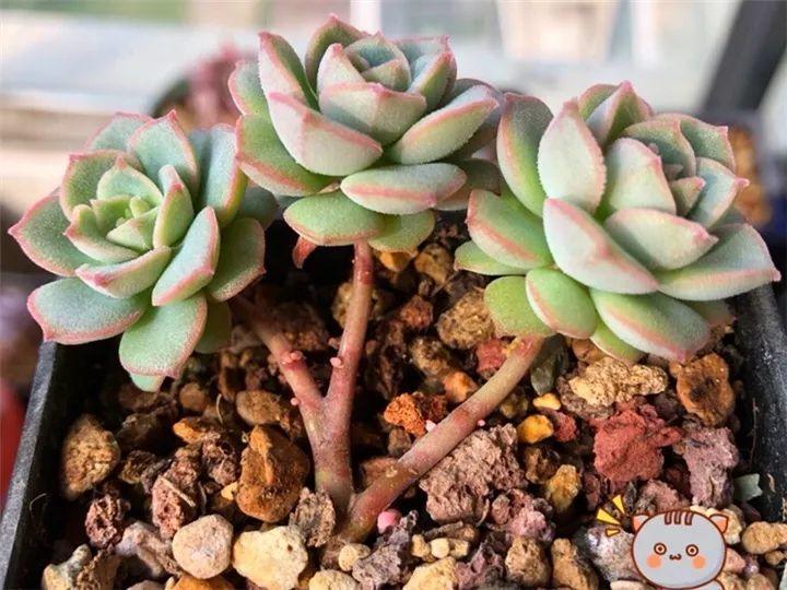 懒人养的"玫瑰"多肉,浪漫又可爱,养好几年都不凋谢!