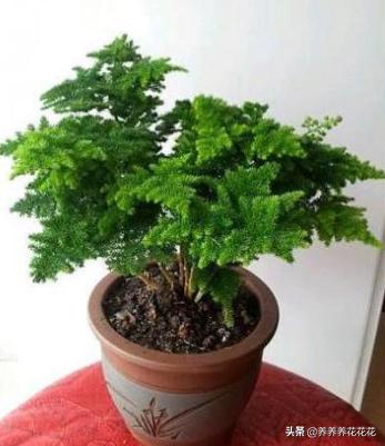 文竹中的高端货云竹养护注意这几点叶片更浓密株型更美