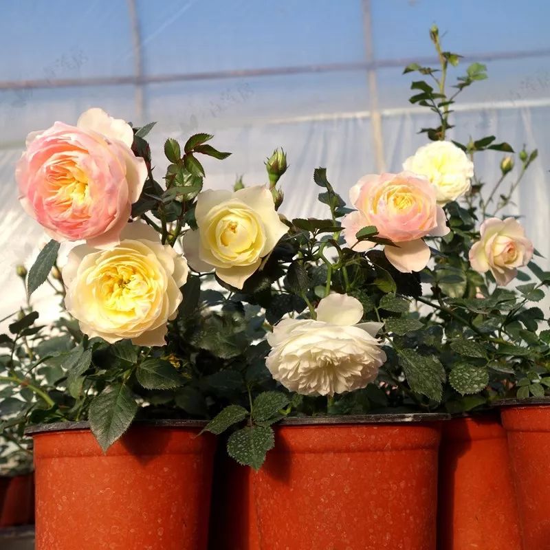 下雪天,这4种花放在雪地"冻一冻",开花更漂亮!