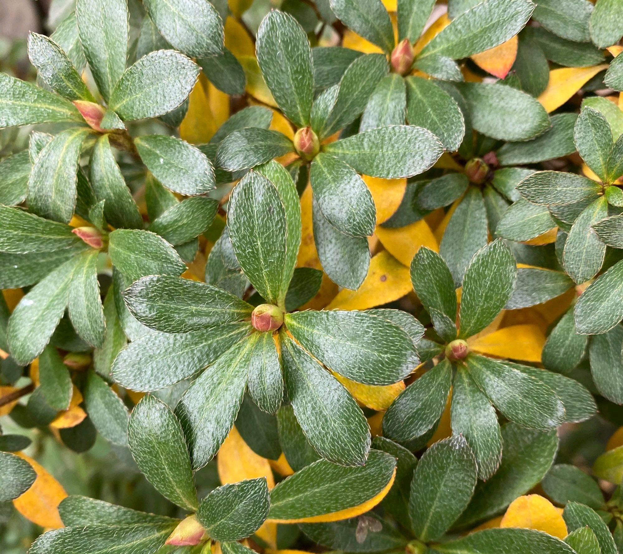 杜鹃花的叶片发黄掉落是正常还是生病看叶子就得结论真学到了