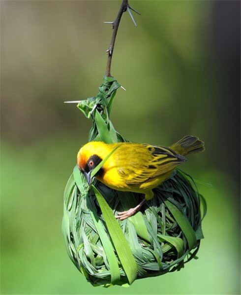 织巢鸟自然界的建筑师原来造房子是与生俱来的本领