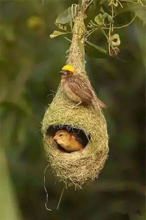 织布鸟搭屋筑巢图片