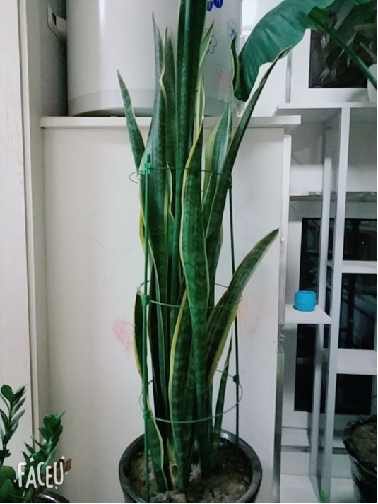 虎皮兰长太高叶子捆一捆造型更好看