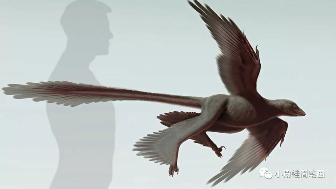 长羽盗龙 changyuraptor,是已知最大的四翼恐龙