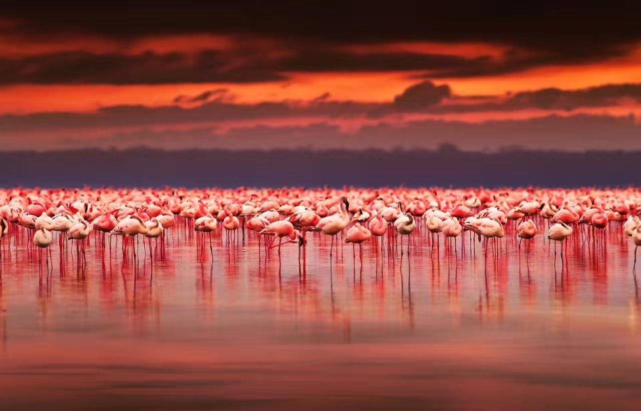 为什么冥河纳特龙湖是其他动物的地狱,却是火烈鸟的天堂?
