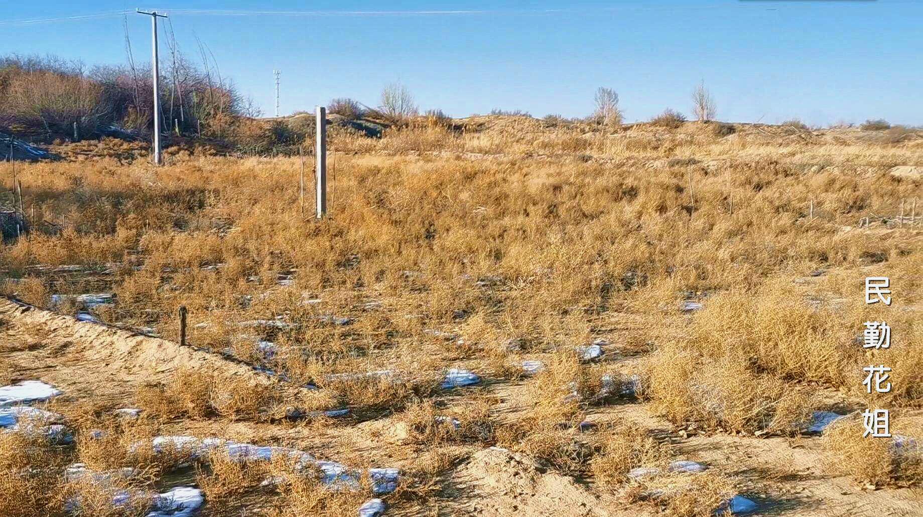 沙漠里的蓬灰草却是做兰州拉面的原料用这个做面真好吃