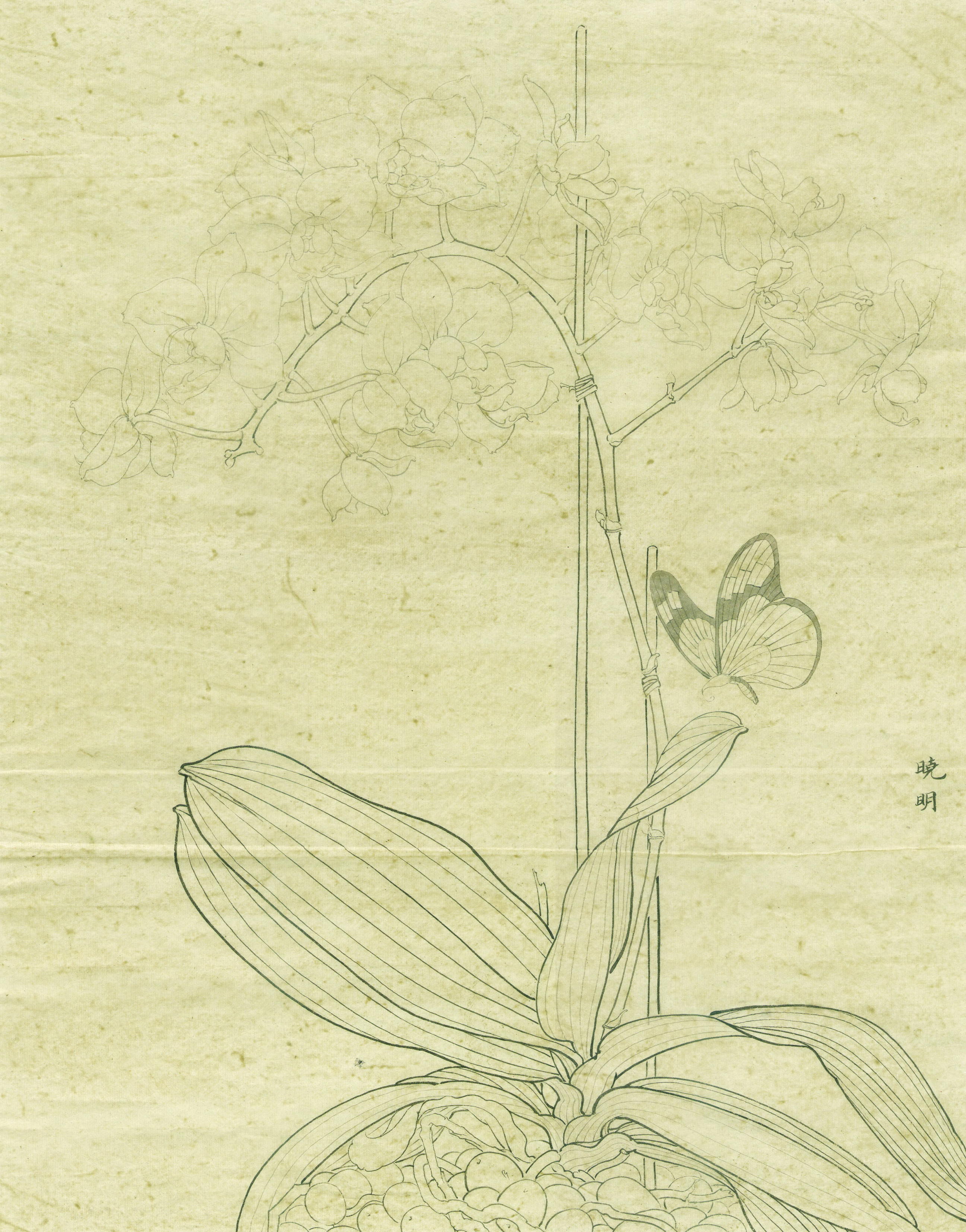 梨花淡白柳深青蝴蝶尽舞吐清芳工笔梨花蝴蝶兰绘制步骤