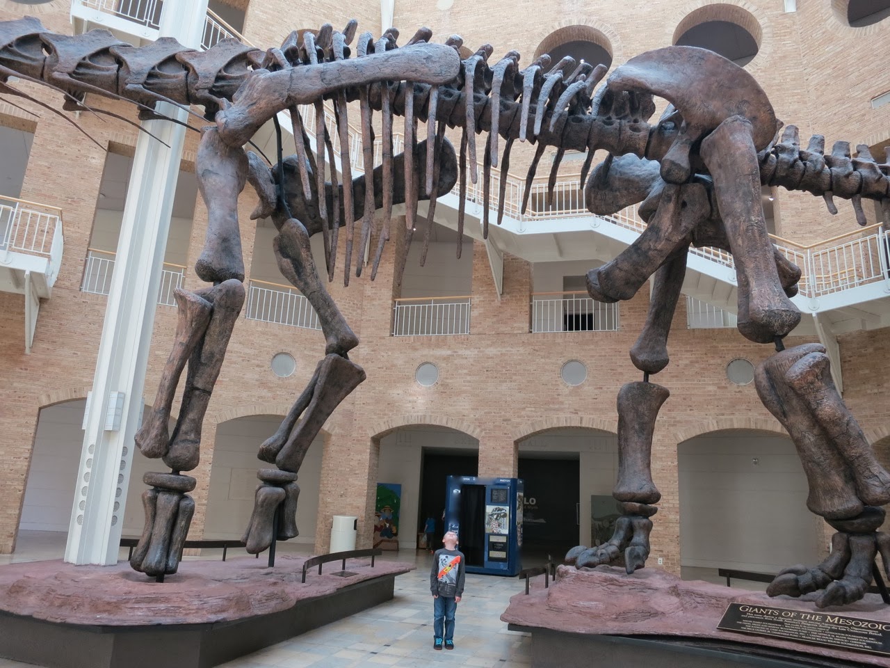 位于亚特兰大弗恩班克自然史博物馆的阿根廷龙与南方巨兽龙的骨骼装架