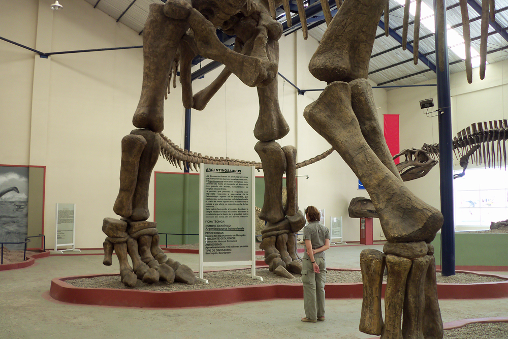 阿根廷龙问鼎世界最大恐龙的南美巨龙