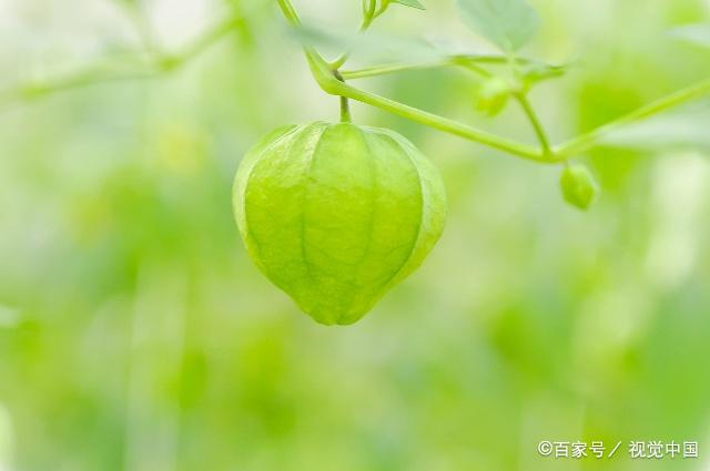 農村一種野草果實像燈籠藥用價值廣泛可以人工種植了