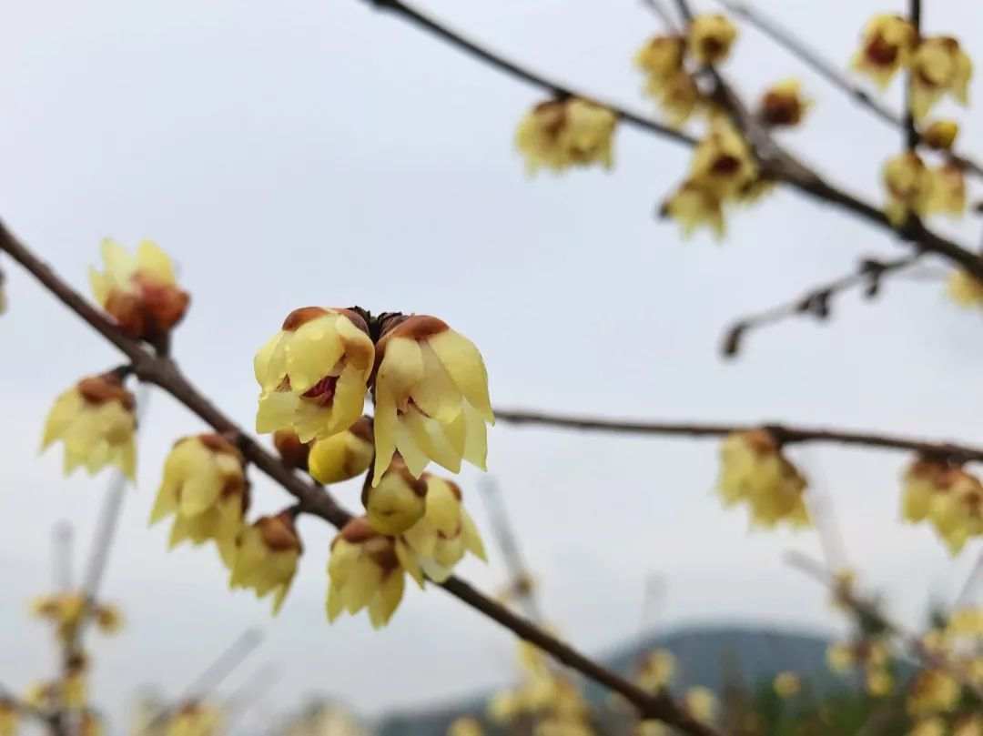 经济日报■局地降温14℃！冷空气返场要跨年！