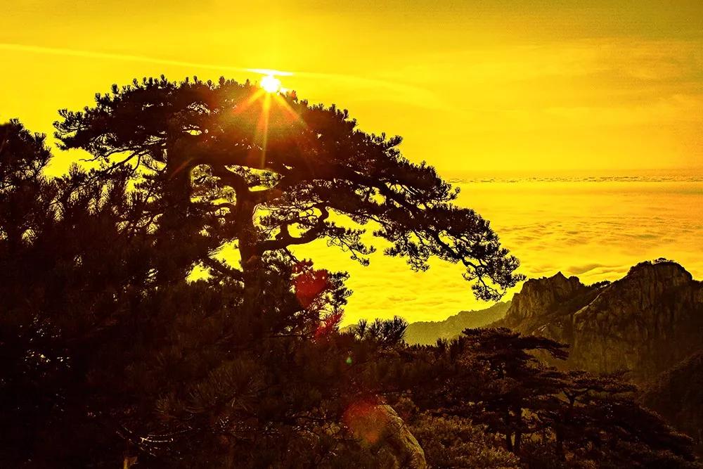 泰山皮肤泰山味道竟然来自于不起眼的它