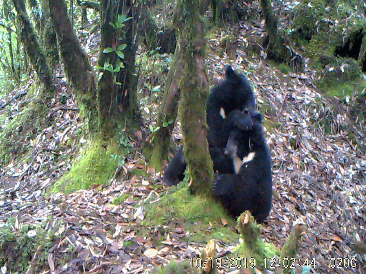 黑熊 (国家二级重点保护野生动物)