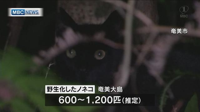 「环球时报」日本一岛野猫泛滥咬死濒危野兔，政府17个月抓到110只