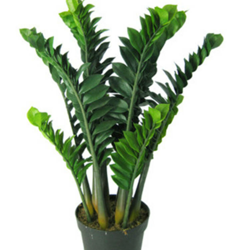 金钱树冬天爱黄叶,三点养护放首位,安全过冬是关键