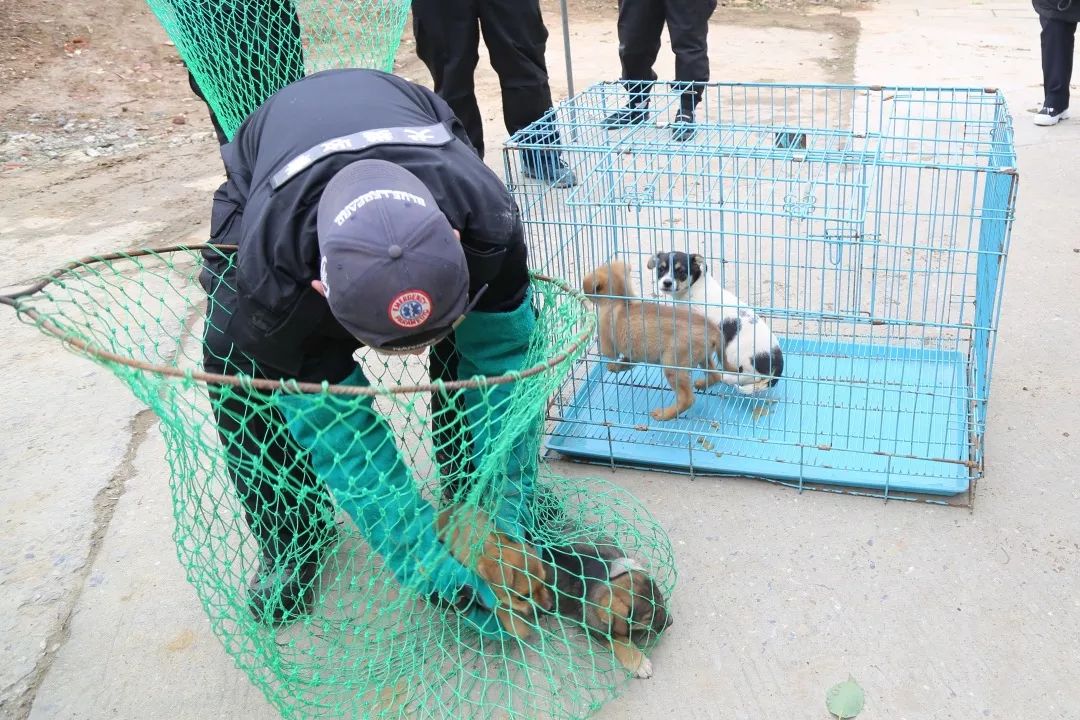 争当文明养犬人新年第一天城区抓捕流浪狗10余只