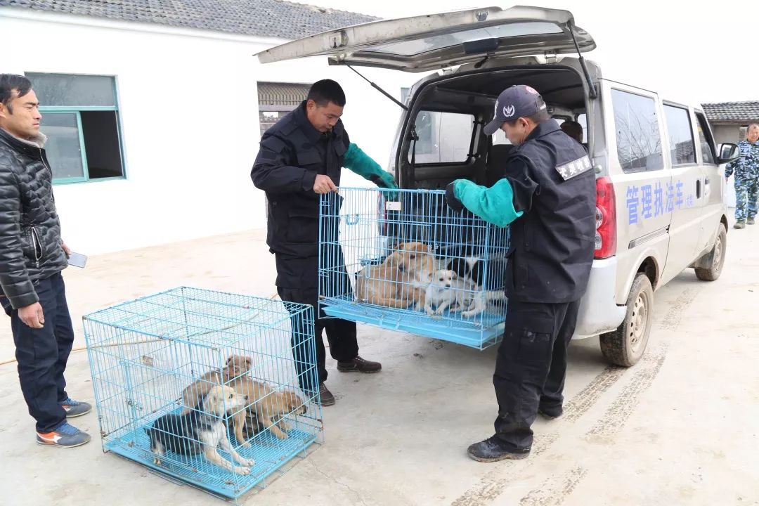 管理人员在进行登记社会领养句容市犬只留检所负责人表示,收容的犬只