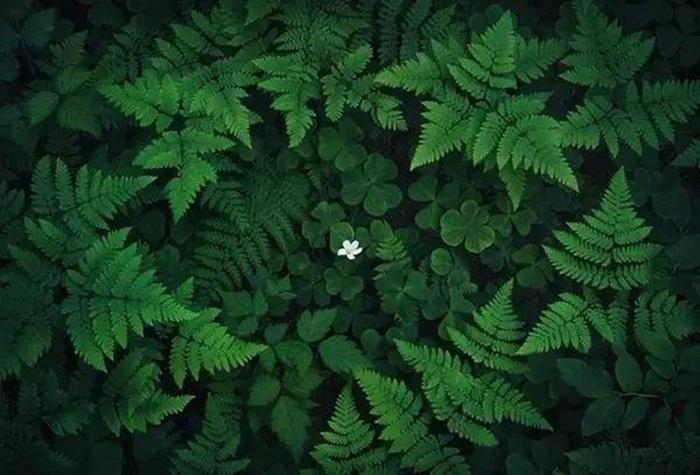 构图,是指拍摄主体在画面中占比较小,可以是单点,比如万花丛中一点绿