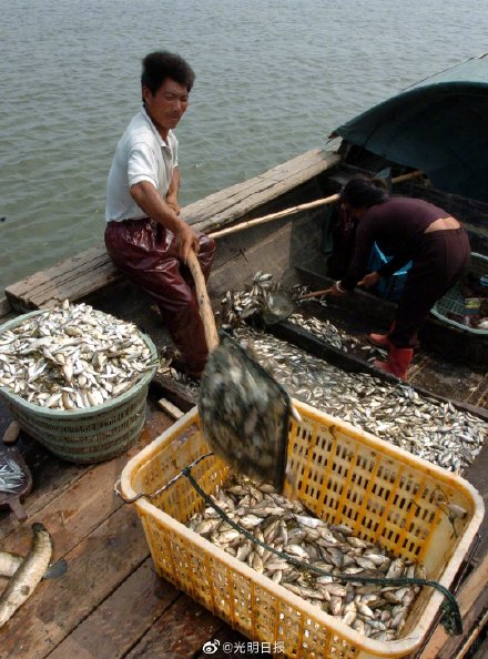 别让救赎,来得太晚水污染,过度捕捞,涸泽而渔2017,长江江豚仅存1012头